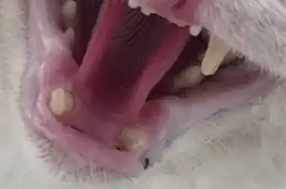 Chat gris-blanc blessé et affectueux perdu - photo