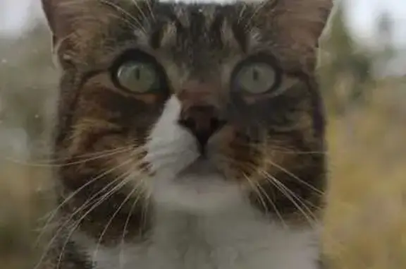 Animaux perdus , photo: Chat perdu : Hercule, tigré et craintif
