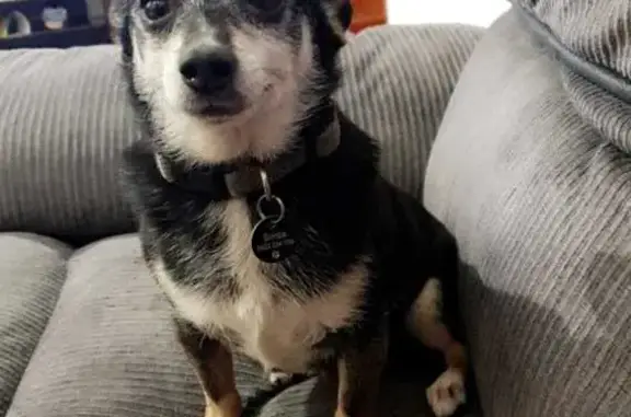 Lost Dog: Grey with Tan Feet in Darebin