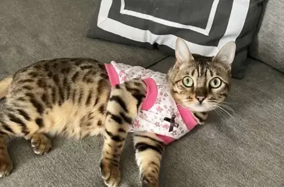 Lost and found pets Colorado Springs, photo: Lost Bengal Cat: Green Eyes, Yellow Collar
