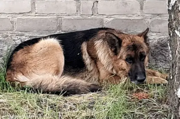 Знайдена сумна собака: Кам'яні...