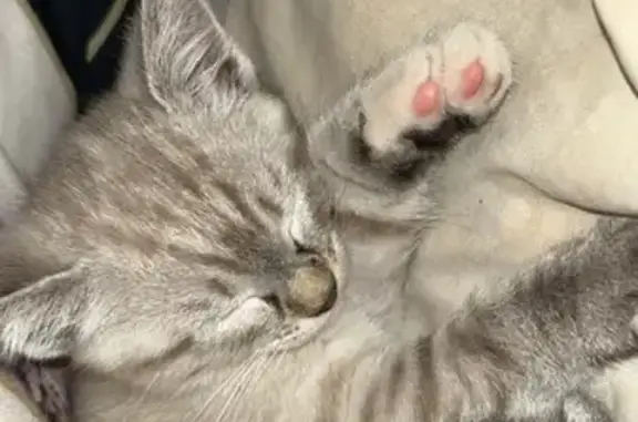 Chaton gris perdu, tacheté, rue Résistance - photo