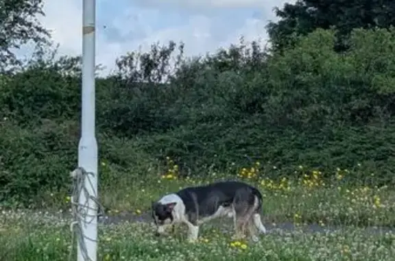 Chien trouvé Brest, photo: Chien tricolore trouvé à Brest