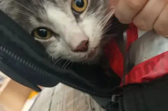Animaux trouvés Reims, photo: Chat gris et blanc trouvé, blessé à Reims