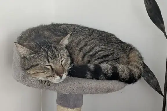 Animaux perdus La Colle-sur-Loup, photo: Chat tigré perdu à La Colle-sur-Loup