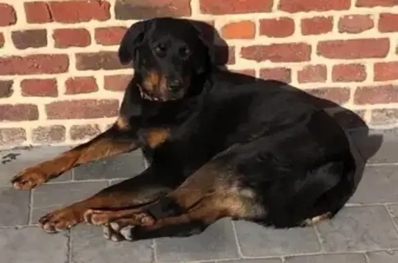 Chien perdu , photo : Beauceron perdu à Deûlémont