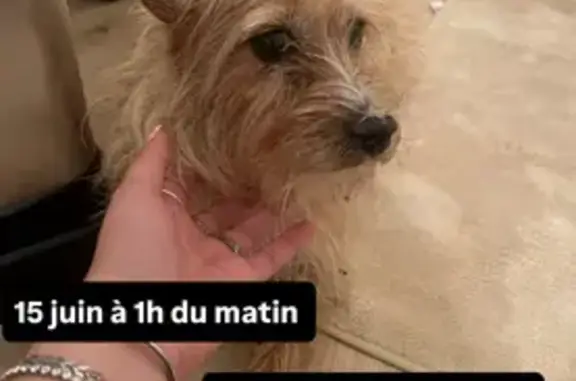 Animaux trouvés Monistrol-sur-Loire, photo: Chienne fauve trouvée, poils longs, Monistrol