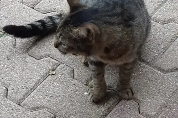 Animaux trouvés Romorantin-Lanthenay, photo: Chat gris tacheté trouvé à Romorantin