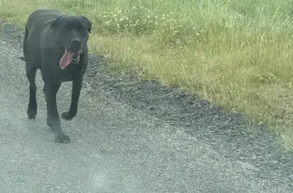 Chienne labrador noire trouvée à Saint-Héand - photo