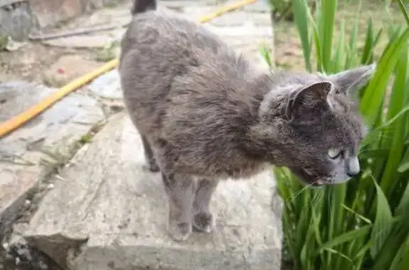 Animaux trouvés , photo: Chat trouvé à Saint-Pierre-de-Nogaret