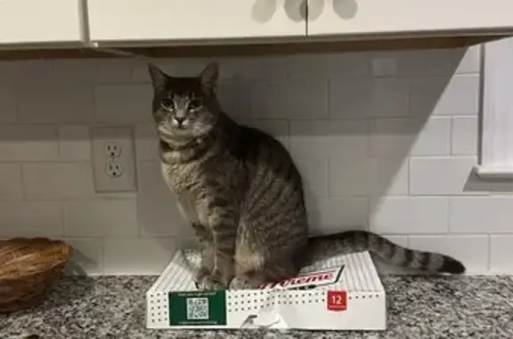 Lost Gray Tabby Cat: Colliers Creek Rd