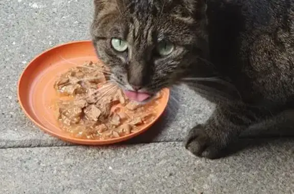 Animaux trouvés La Roche-sur-Foron, photo: Chat tigre amaigri trouvé à La Roche-sur-Foron