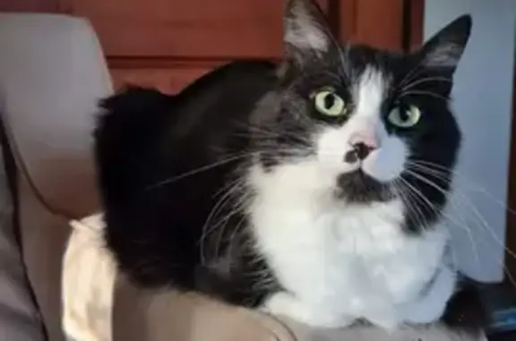 gato desaparecida