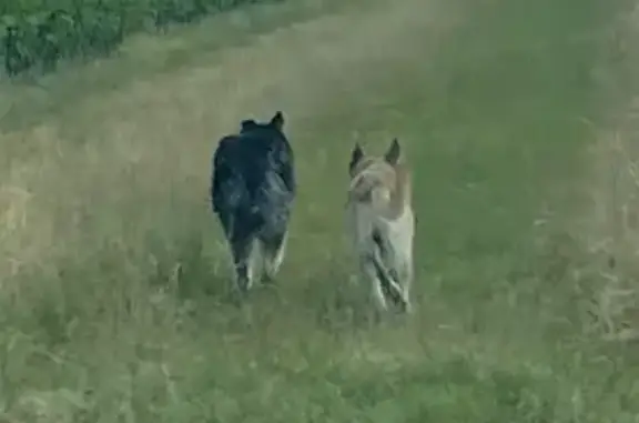 Chien trouvé Mouzillon, photo: Deux chiens trouvés entre Clisson et Mouzillon