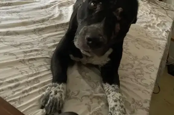 Animaux trouvés Navilly, photo: Chienne abandonnée à Navilly