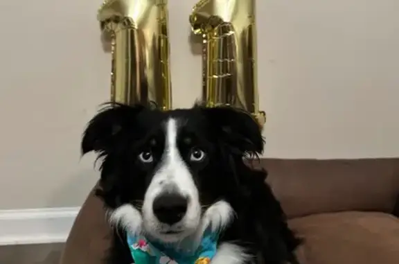 Lost Mini Aussie: Apollo in Jacksonville
