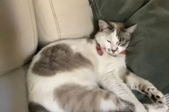 Gata Blanca Perdida en Carrer de la Princesa