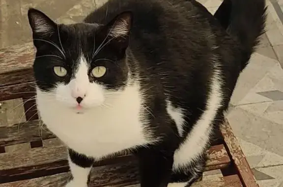Animaux perdus Antibes, photo: Chat noir et blanc perdu à Antibes