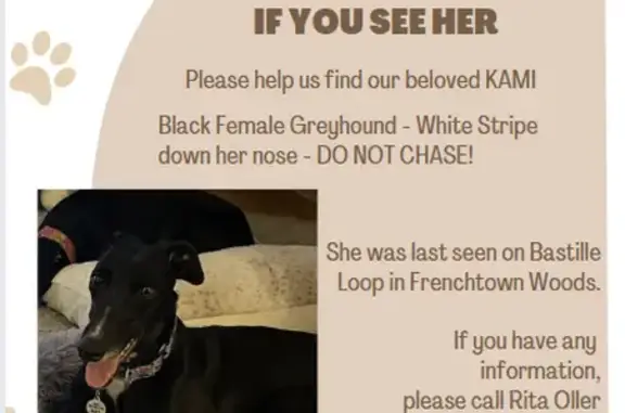 Lost Greyhound: Teal Collar, Bastille Loop