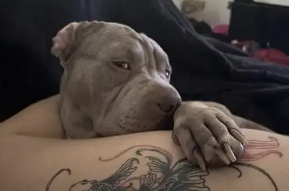 Lost Dog: Friendly Silver in Orlando