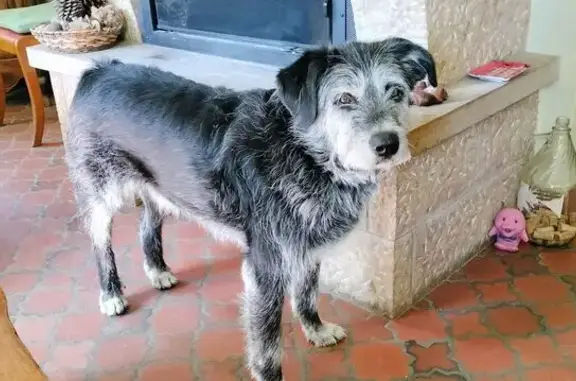 Chien perdu noir et blanc à Saint-Genès - photo