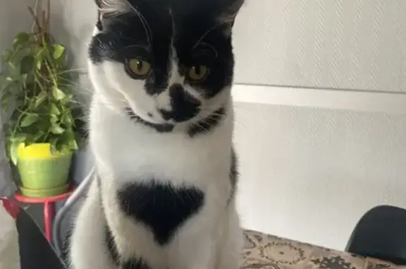 Chat perdu, tache grain de beauté, Bulgnéville - photo
