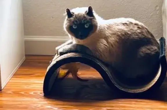 Lost Siamese Cat: Vocal & Friendly