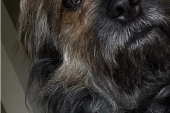 Lost Dog Alert: Brown & Black in Homewood