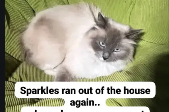 Lost Siamese Cat: Arcade St, Little Canada