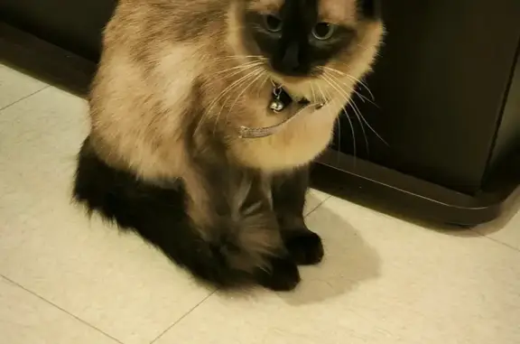 Chat perdu, Créteil, photo: Chatte siamoise perdue à Créteil