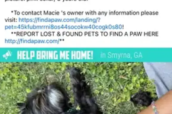 Missing dog Smyrna, photo: Lost: Black Shih Tzu Mix, Pink Collar