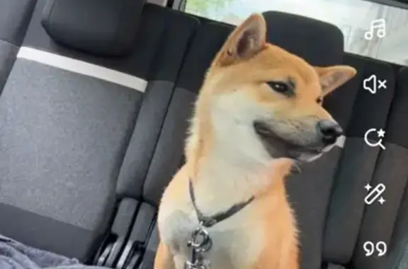 Chien perdu Villiers-sur-Morin, photo : Chien roux perdu, Shiba Koda, Villiers-sur-Morin