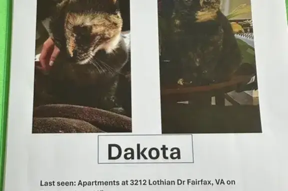 Lost Calico Cat Dakota: Help Find Her!