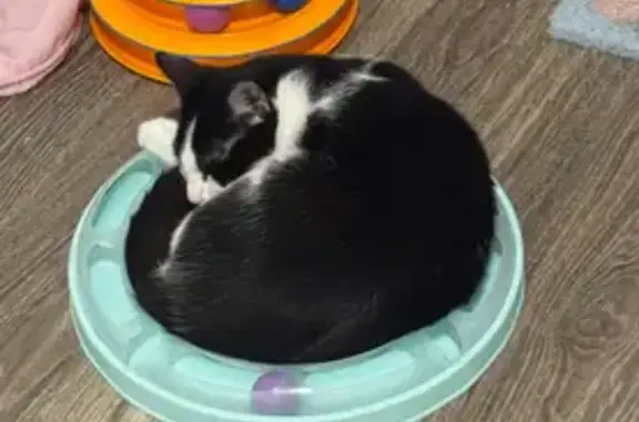Help Find Our Lost Tuxedo Cat - Reward!