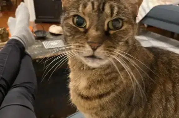 Lost Brown Tabby: Unique 7-Toed Senior
