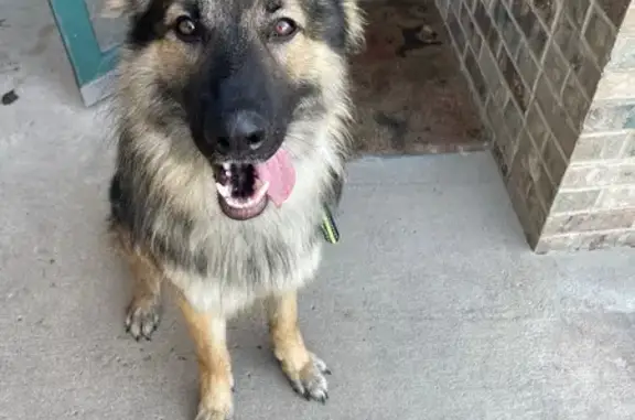 Lost GSD Mix: Fluffy, 2-Yr Male, Hanover