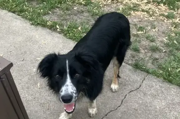Lost Border Collie on Kenoyer Rd