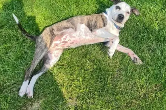 Lost Sweet Pitbull Mix in Columbus