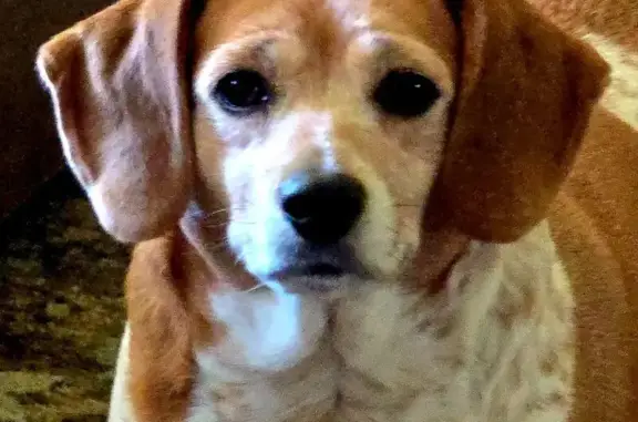 Lost Beagle/Terrier Mix in Newton Falls