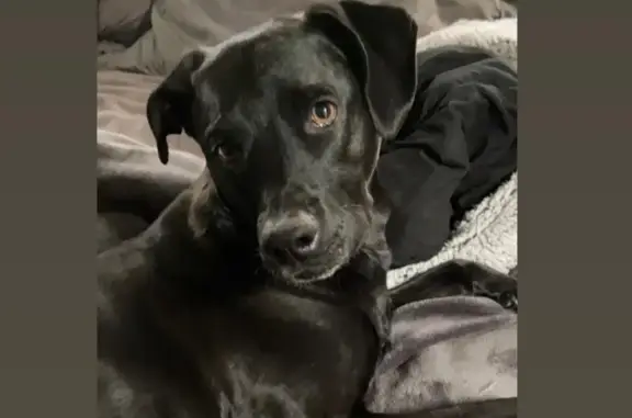 Lost Nervous Black Lab in Delran