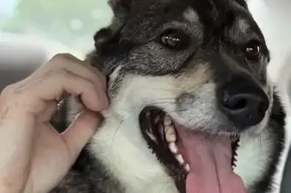 Found pets Portland, photo: Found: Sweet Older Husky on Denver Ave