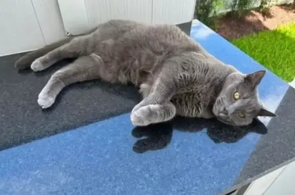 Lost Gray Shorthair Cat, Delray Beach