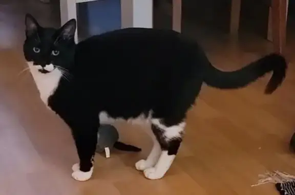 Lost Black & White Cat on Kingsland Ave