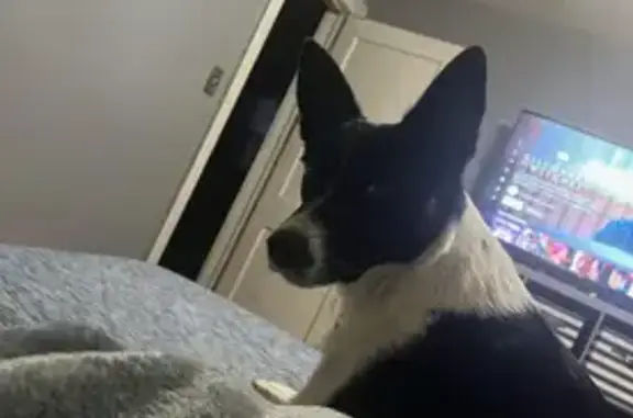 Lost Collie Mix: Help Bring Willow Home!