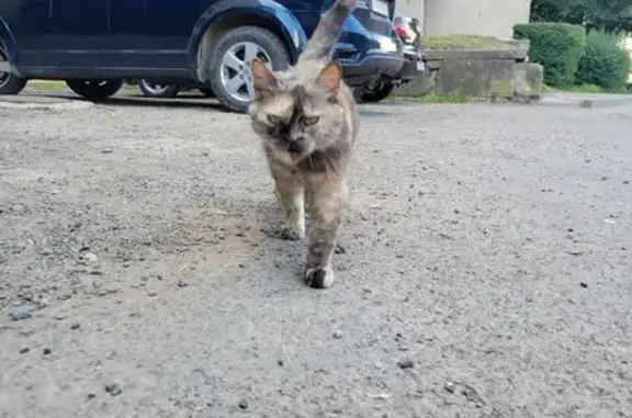 Знайдена Лагідна Кішка в Івано...