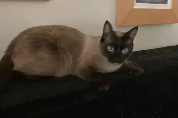 Gato Perdido: Damon, Ojos Azules Brillantes