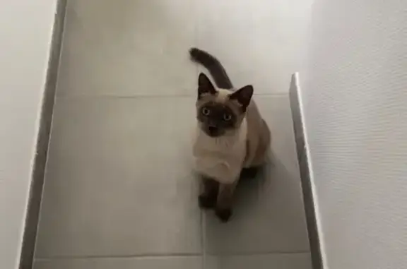 Animaux perdus Laval, photo: Chat siamois perdu, 8 mois, rue du Hameau