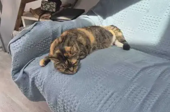 Chat perdu, Vaux-sur-Mer, photo: Chatte âgée Fraise perdue à Vaux-sur-Mer