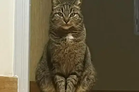 Chatte tigrée perdue à Boussières - photo