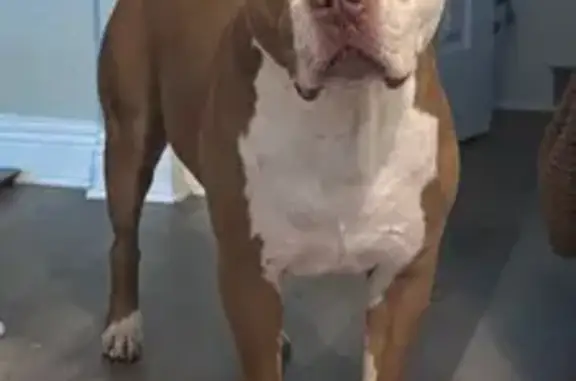 Lost Tan & White Dog: 18th Ave N, St. Pete